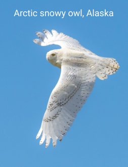 bird